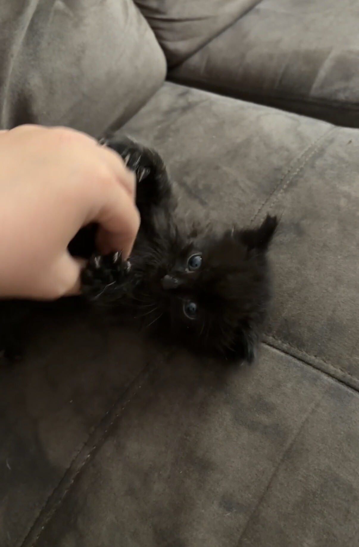 View Ice the Cat Photo #3