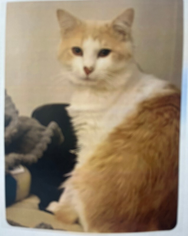 Levi - Cat