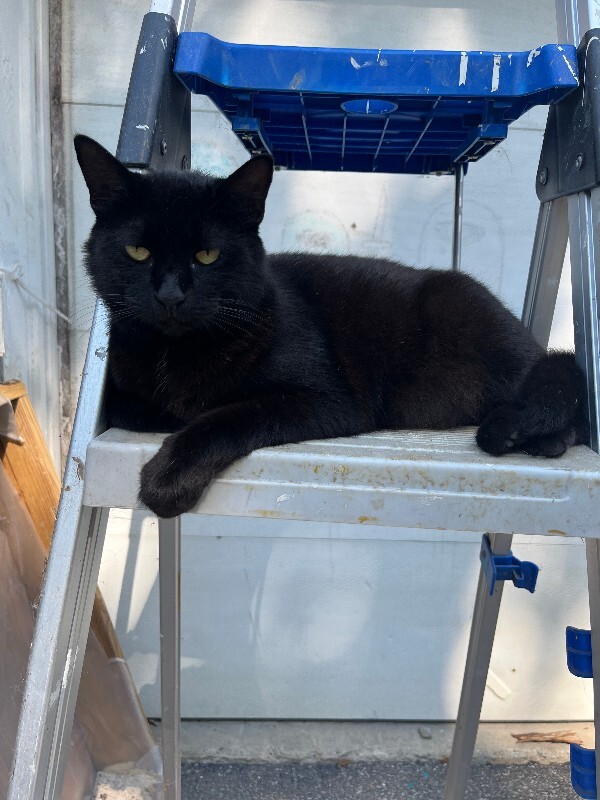 Have You Seen Sparrow? Sparrow - Cat