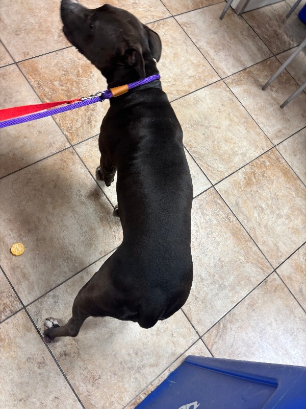 View Alani the Dog Photo #2