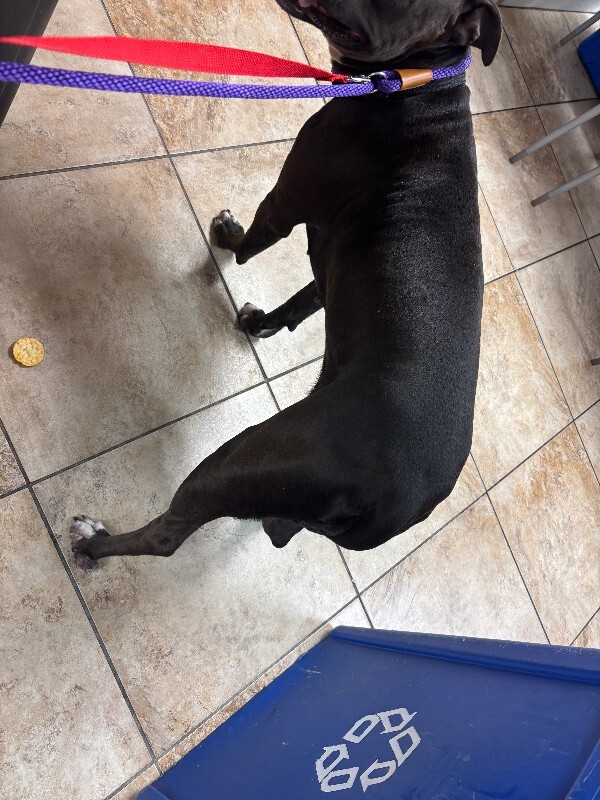 View Alani the Dog Photo #4