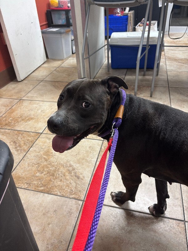 Learn More About Alani Alani - Dog