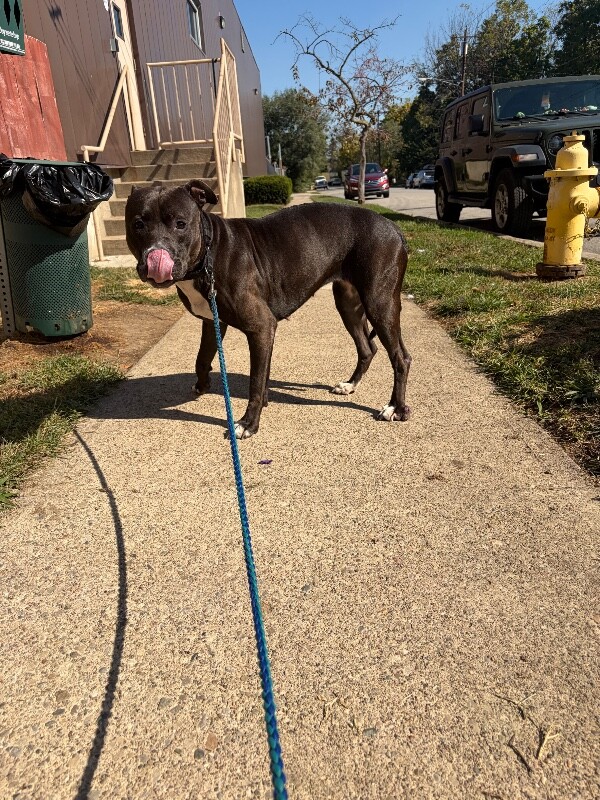 Alani - Dog