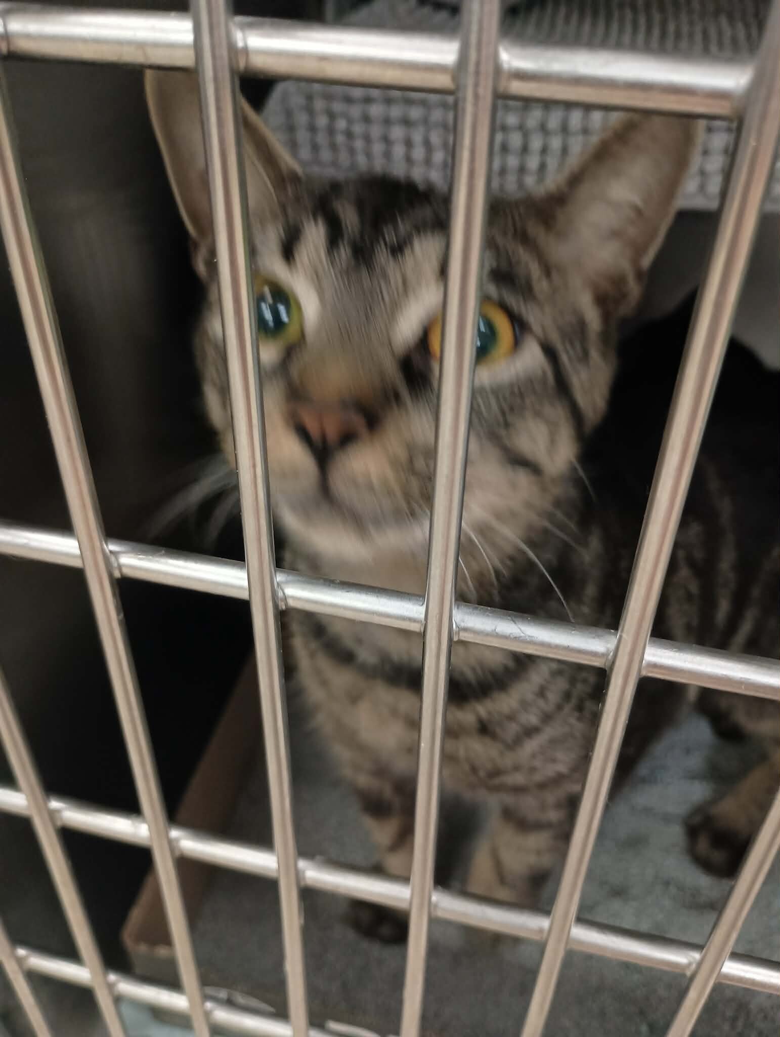 Learn More About Sunny Sunny - Cat