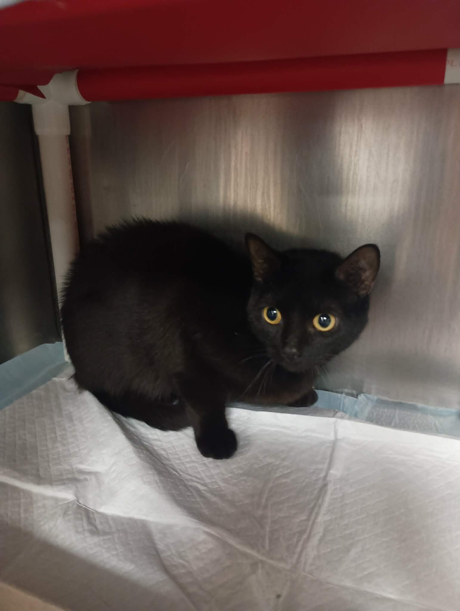 Learn More About Nugget Nugget - Cat