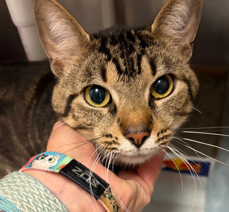 Learn More About Rudy Rudy - Cat