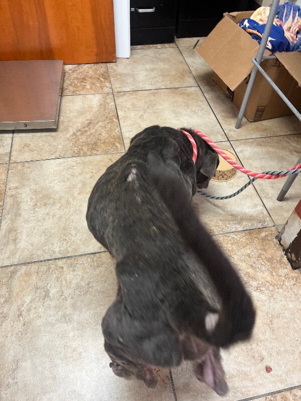 View Anvail the Dog Photo #4