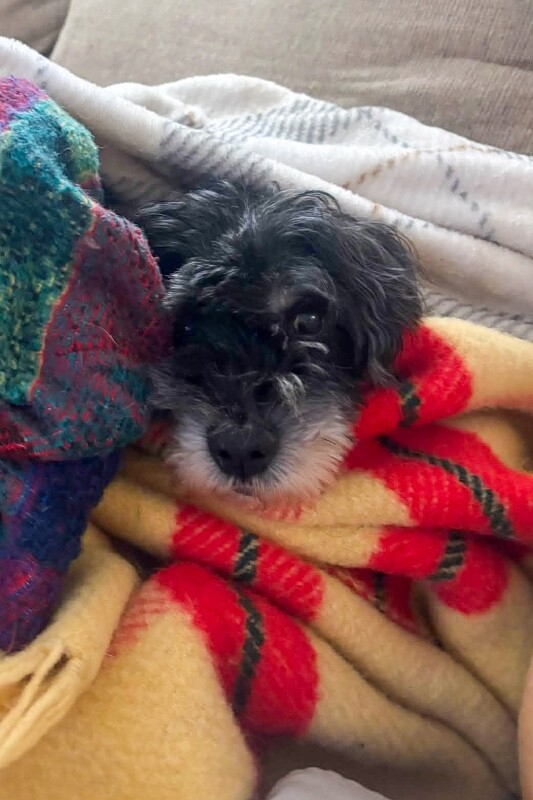 Linus - Dog