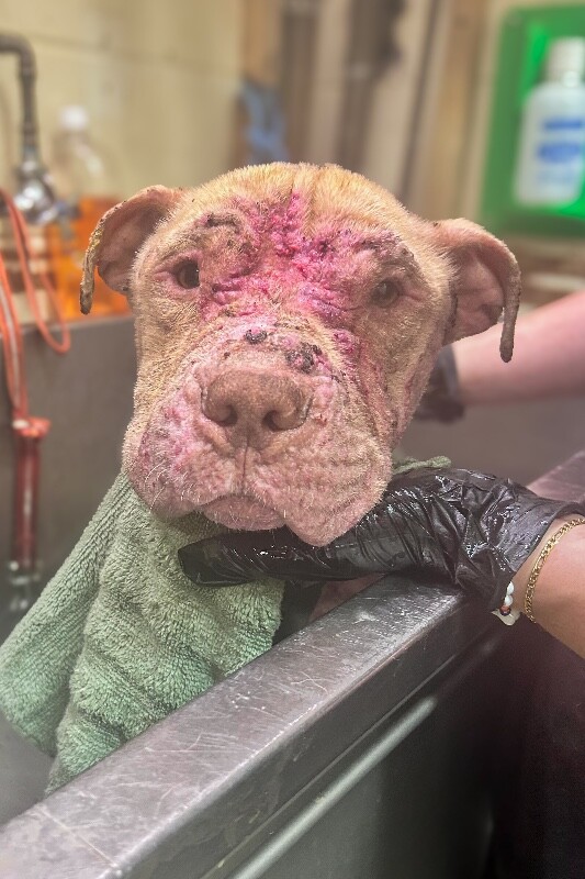 Learn More About Carl Carl - Dog