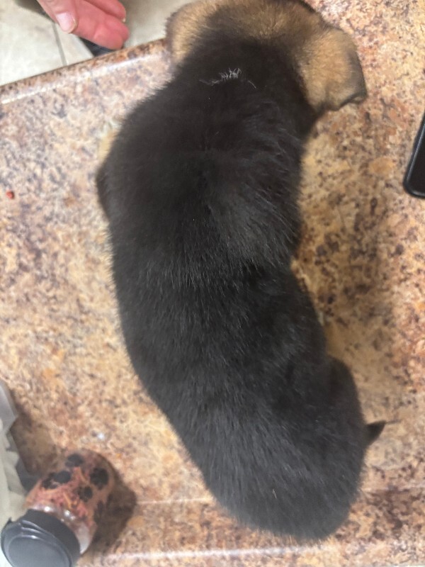 View Chicken Nugget the Dog Photo #2