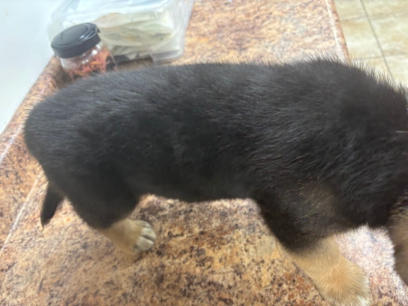 View Chicken Nugget the Dog Photo #3