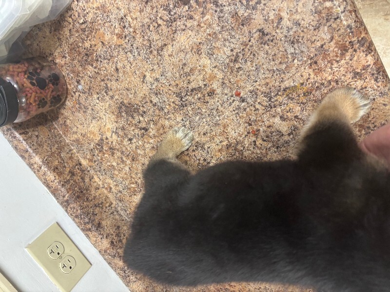 View Chicken Nugget the Dog Photo #4