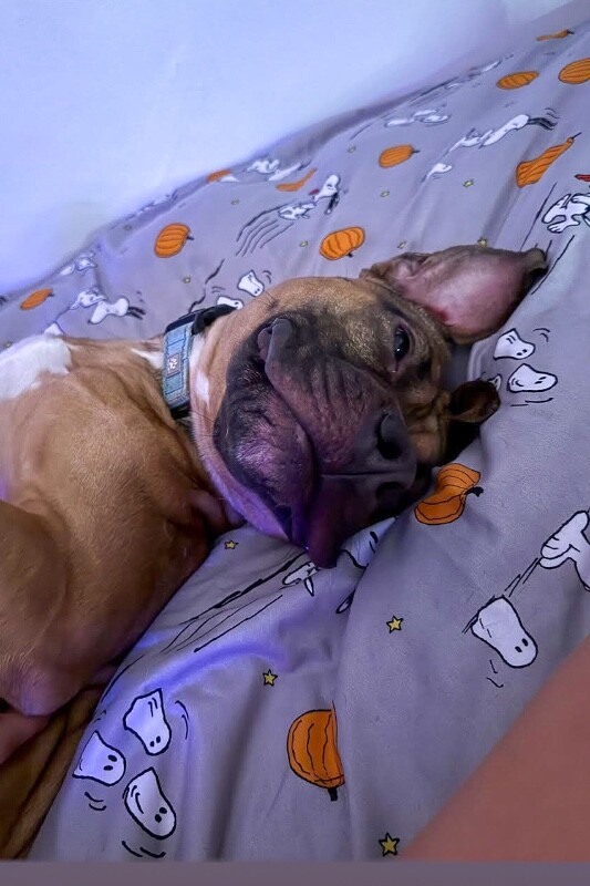 View Ranger the Dog Photo #4
