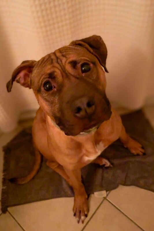 Learn More About Ranger Ranger - Dog