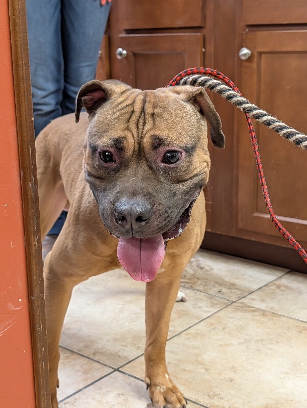 Ranger - Dog