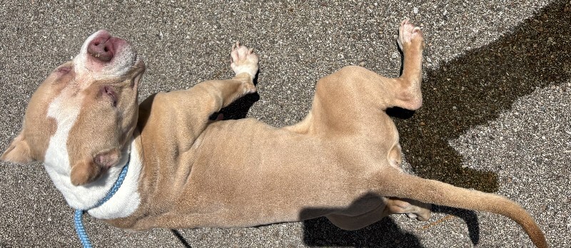 View Return Of The Bean the Dog Photo #3
