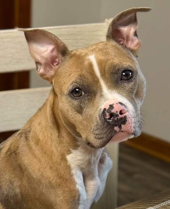 Learn More About Coco Puffs Coco Puffs - Dog