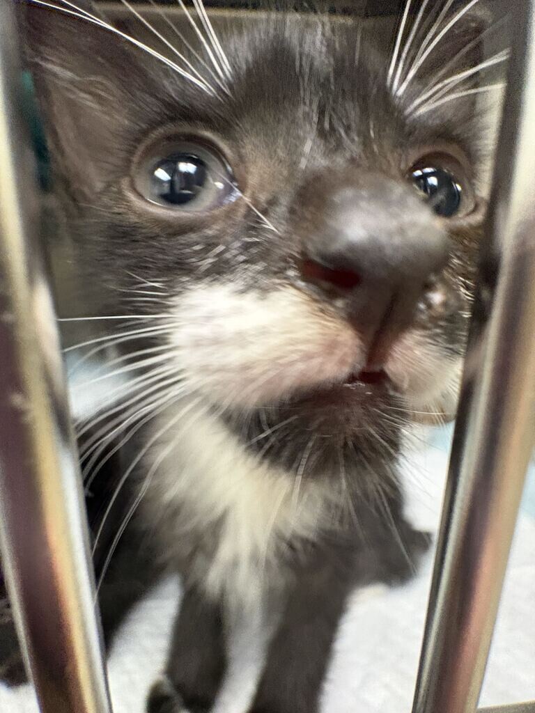 Orion - Cat