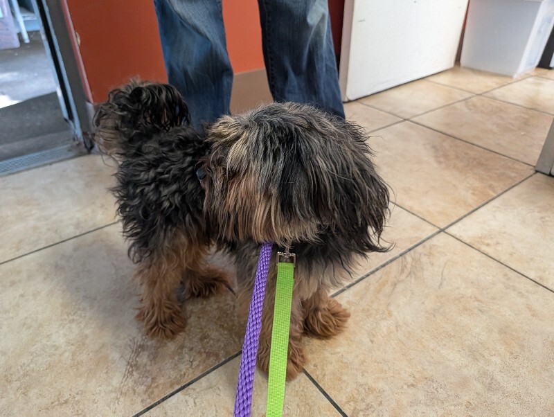 View Mop the Dog Photo #2