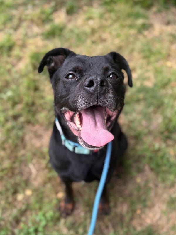 Learn More About Dom Dom - Dog