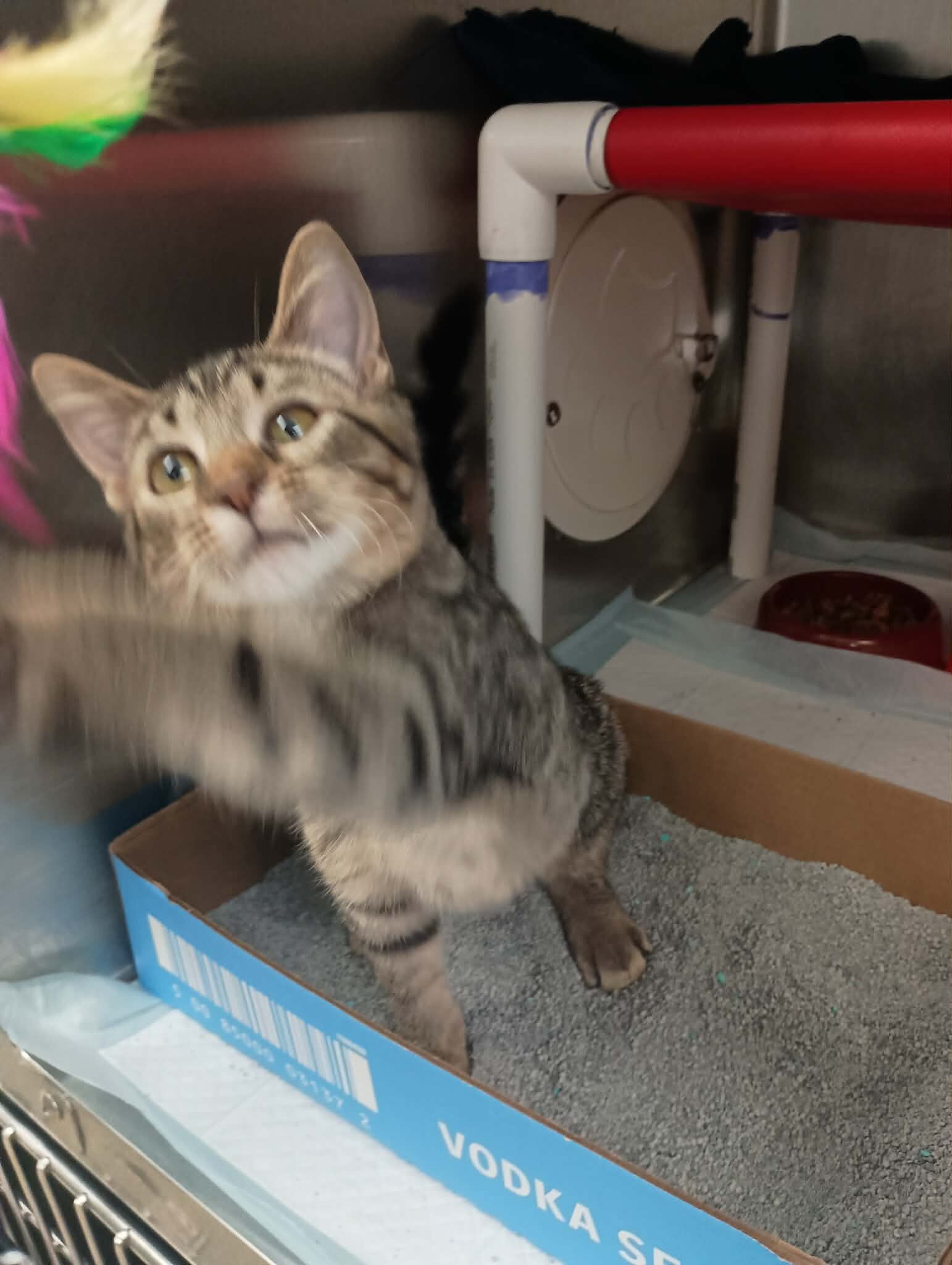 Learn More About Isla Isla - Cat