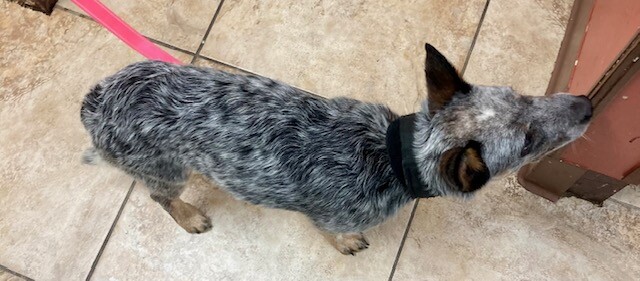 View Mavis the Dog Photo #2