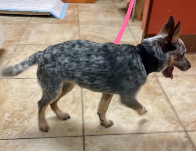 View Mavis the Dog Photo #3