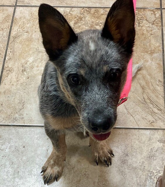 Learn More About Mavis Mavis - Dog
