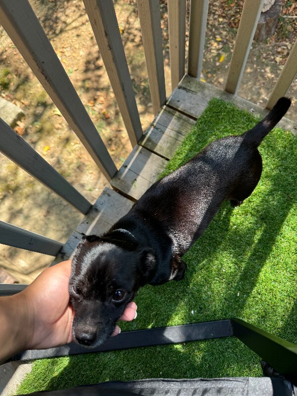 Have You Seen Pierre? Pierre - Dog