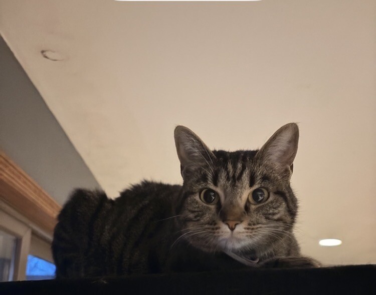 Have You Seen Luna? Luna - Cat
