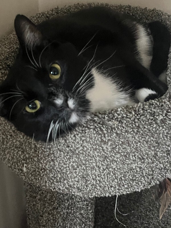 Have You Seen Harold? Harold - Cat
