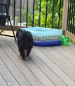 Have You Seen Rocko? Rocko - Dog