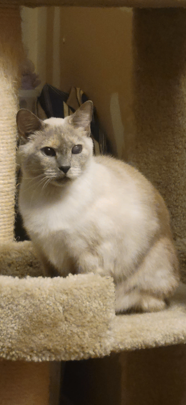 Have You Seen Fanny? Fanny - Cat
