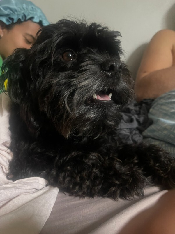 Have You Seen Thunder? Thunder - Dog