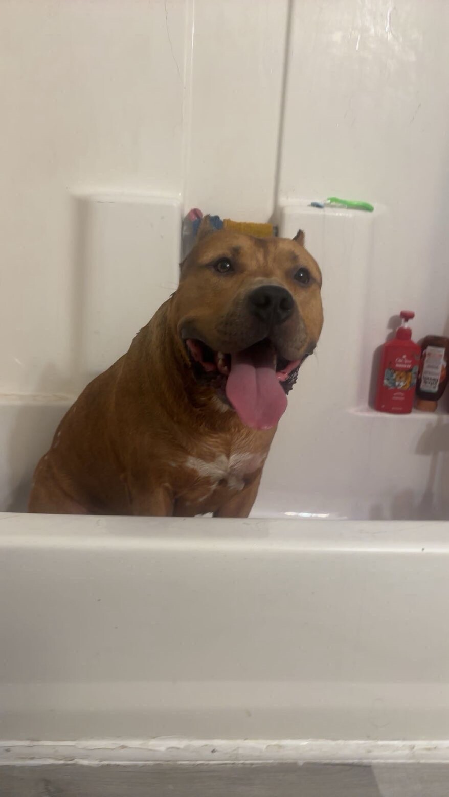 Have You Seen Lou? Lou - Dog
