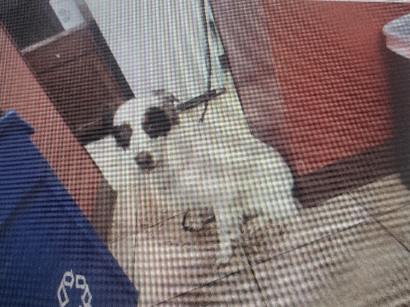 Have You Seen Wallace? Wallace - Dog