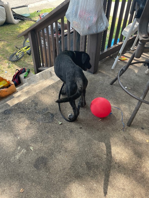 Unknown - Dog