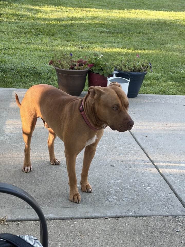 View Grayson the Dog Photo #7