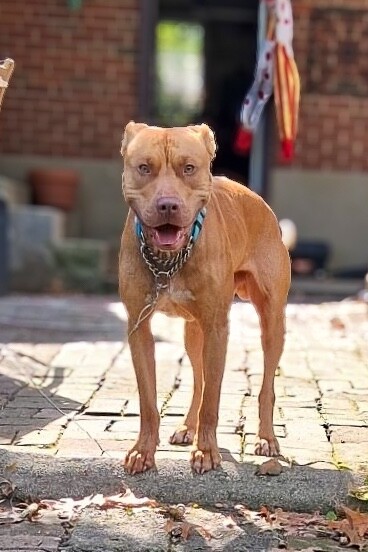 View Grayson the Dog Photo #2