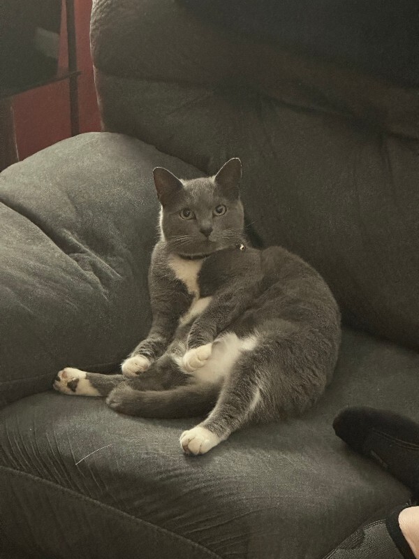 Have You Seen Luna? Luna - Cat