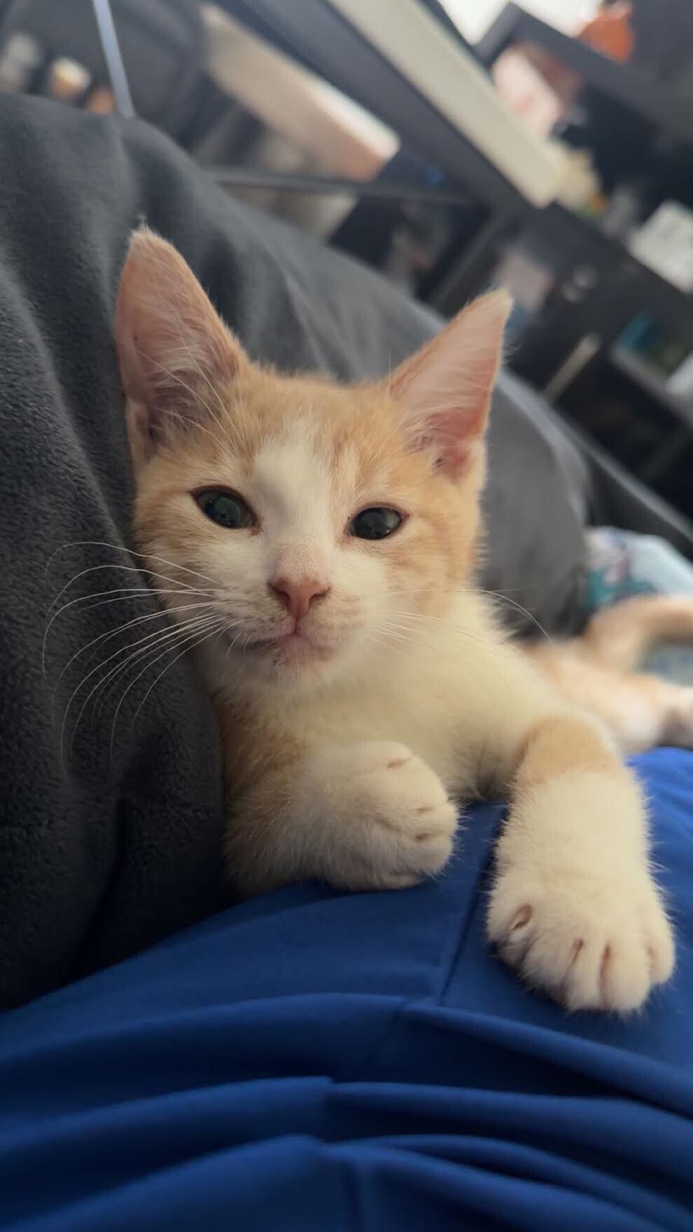Sanji - Cat