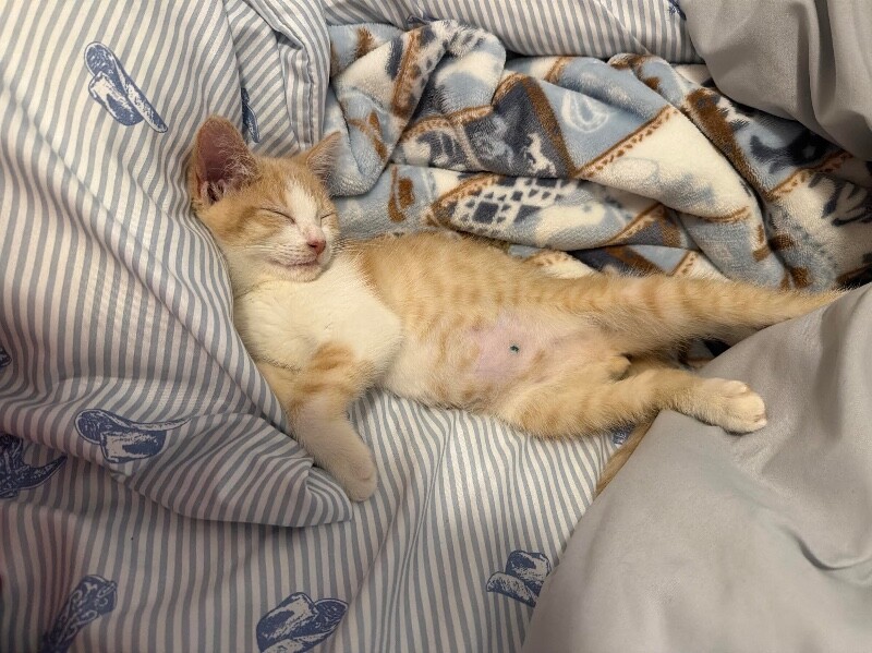View Sanji the Cat Photo #2