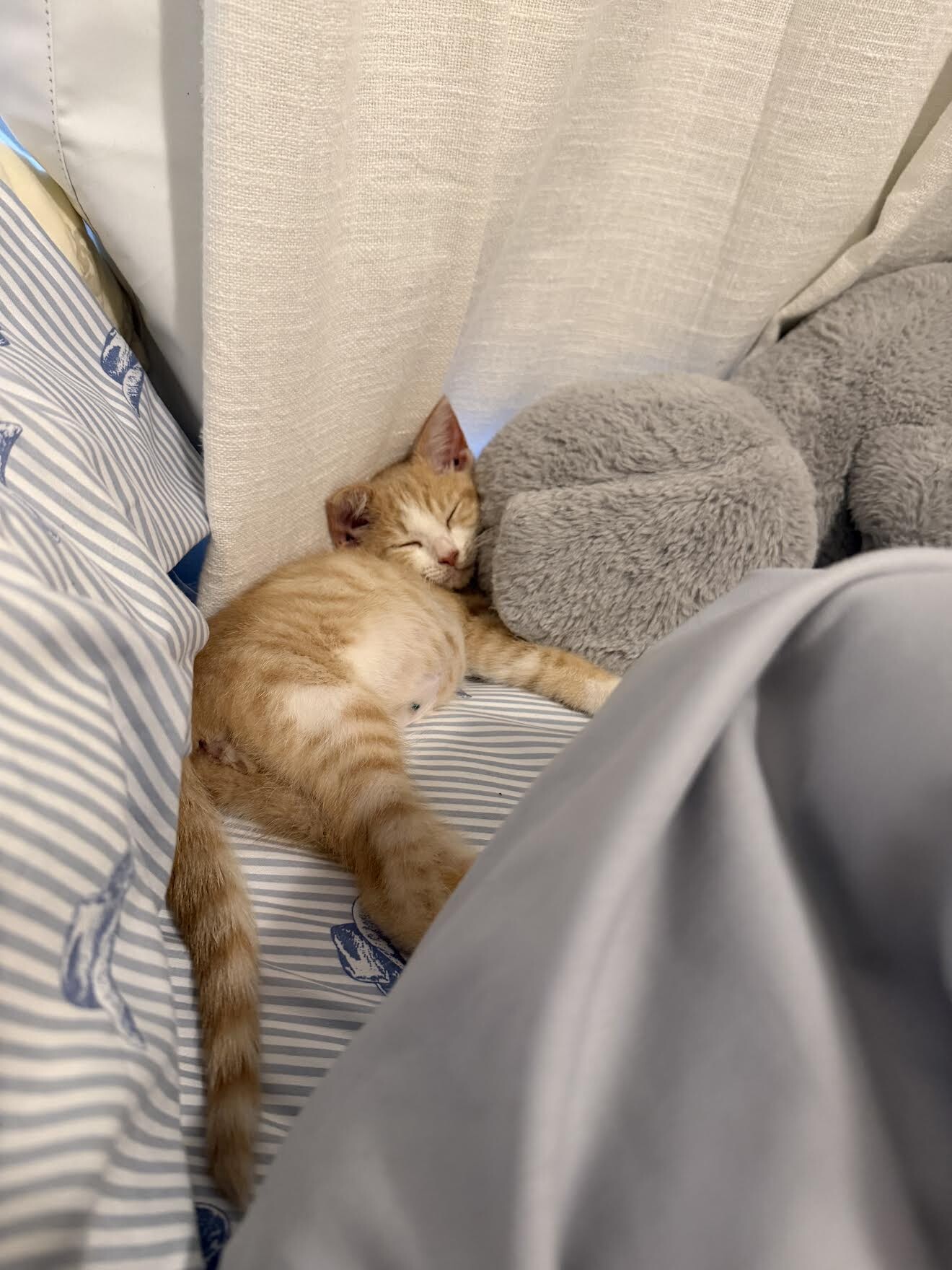 View Sanji the Cat Photo #3