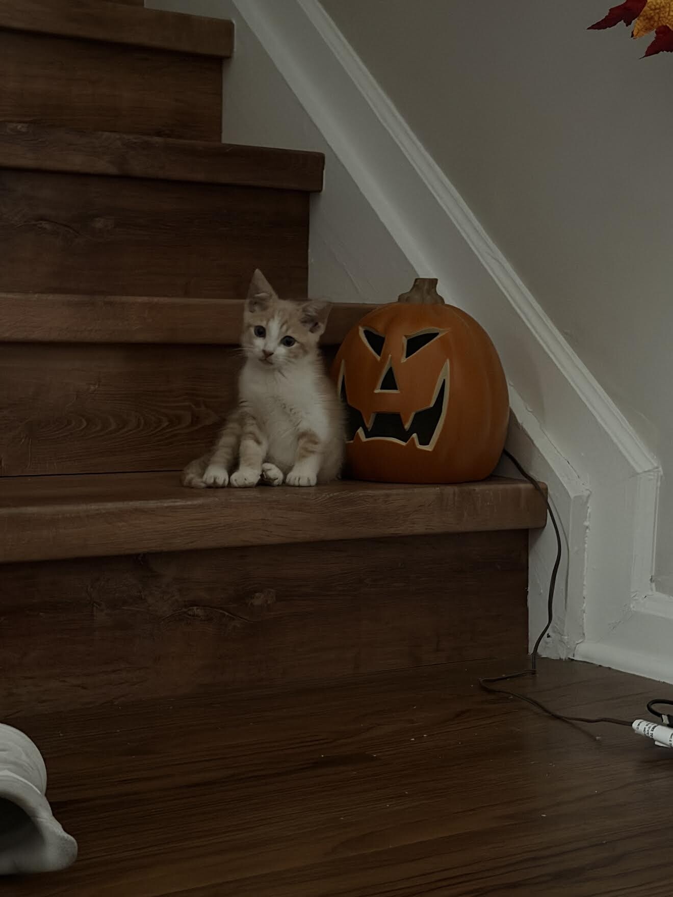 View Sanji the Cat Photo #4