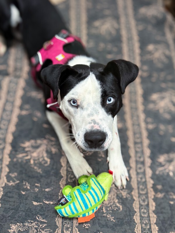 Learn More About Bayside Breeze Bayside Breeze - Dog