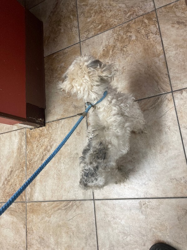 View Oscar the Dog Photo #4