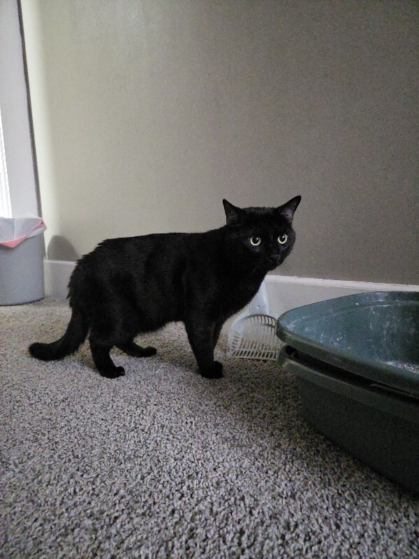 Have You Seen Pluto? Pluto - Cat