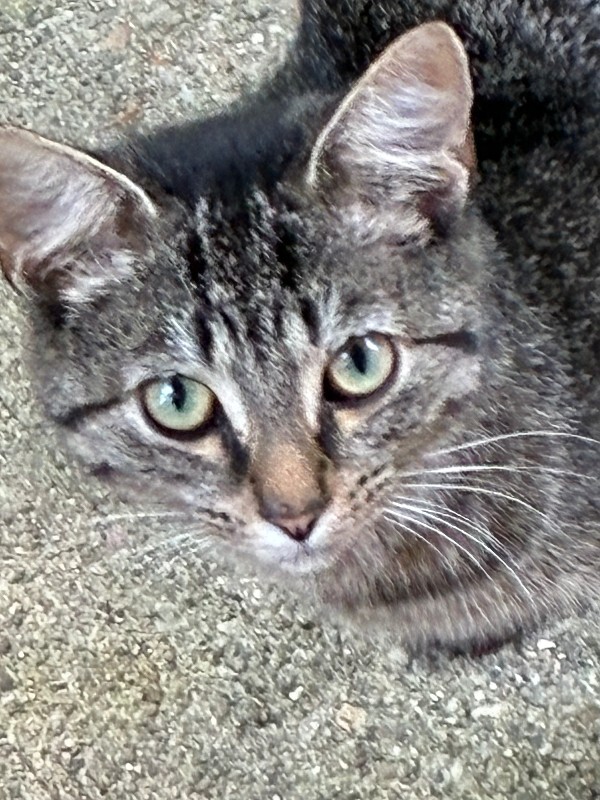 Unknown - Cat