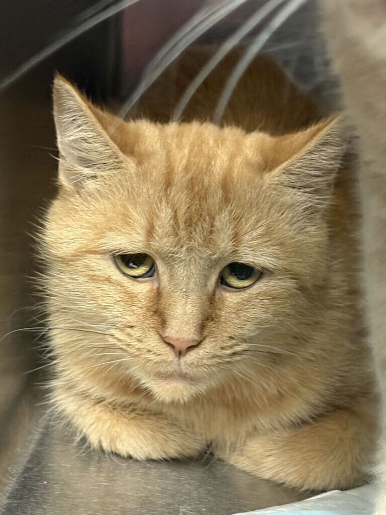 Cheeto - Cat