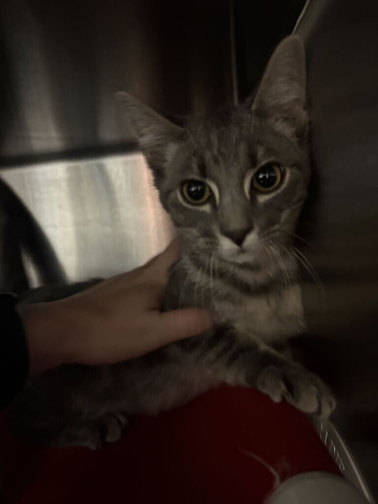 Chico - Cat